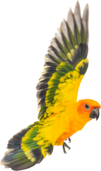 bird