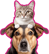 pets